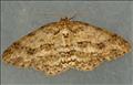 1947 (70.27)<br>Engrailed